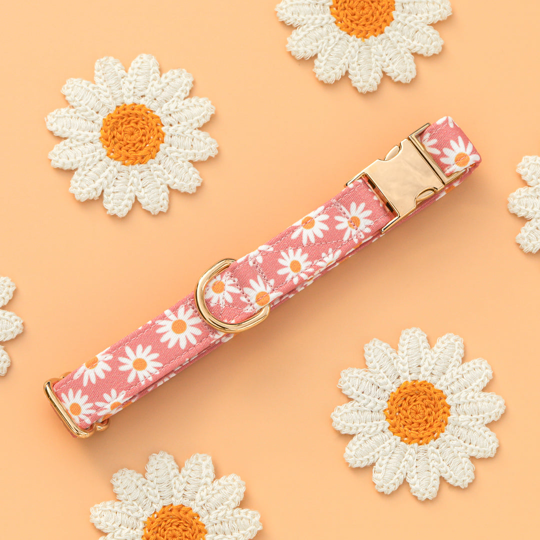 Oopsie Daisy - Pink Daisy Dog Collar