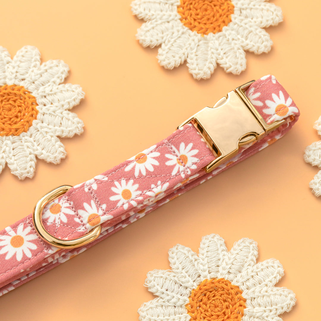 Oopsie Daisy - Pink Daisy Dog Collar